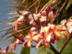 Plumeria - one of my favorite flowers and smells