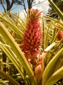 Pineapple @Dole Plantation
